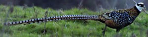 reeves pheasant